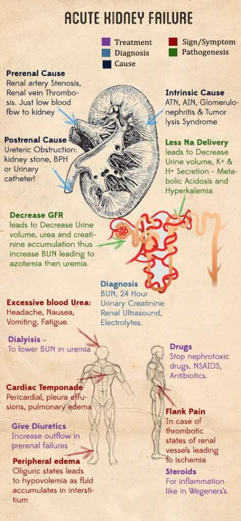 Kidney Disease - Causes, Symptoms, Treatment & Diagnosis