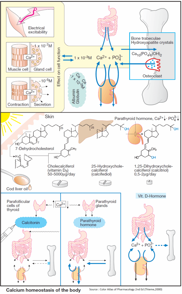 Calcium homeostasis of the body