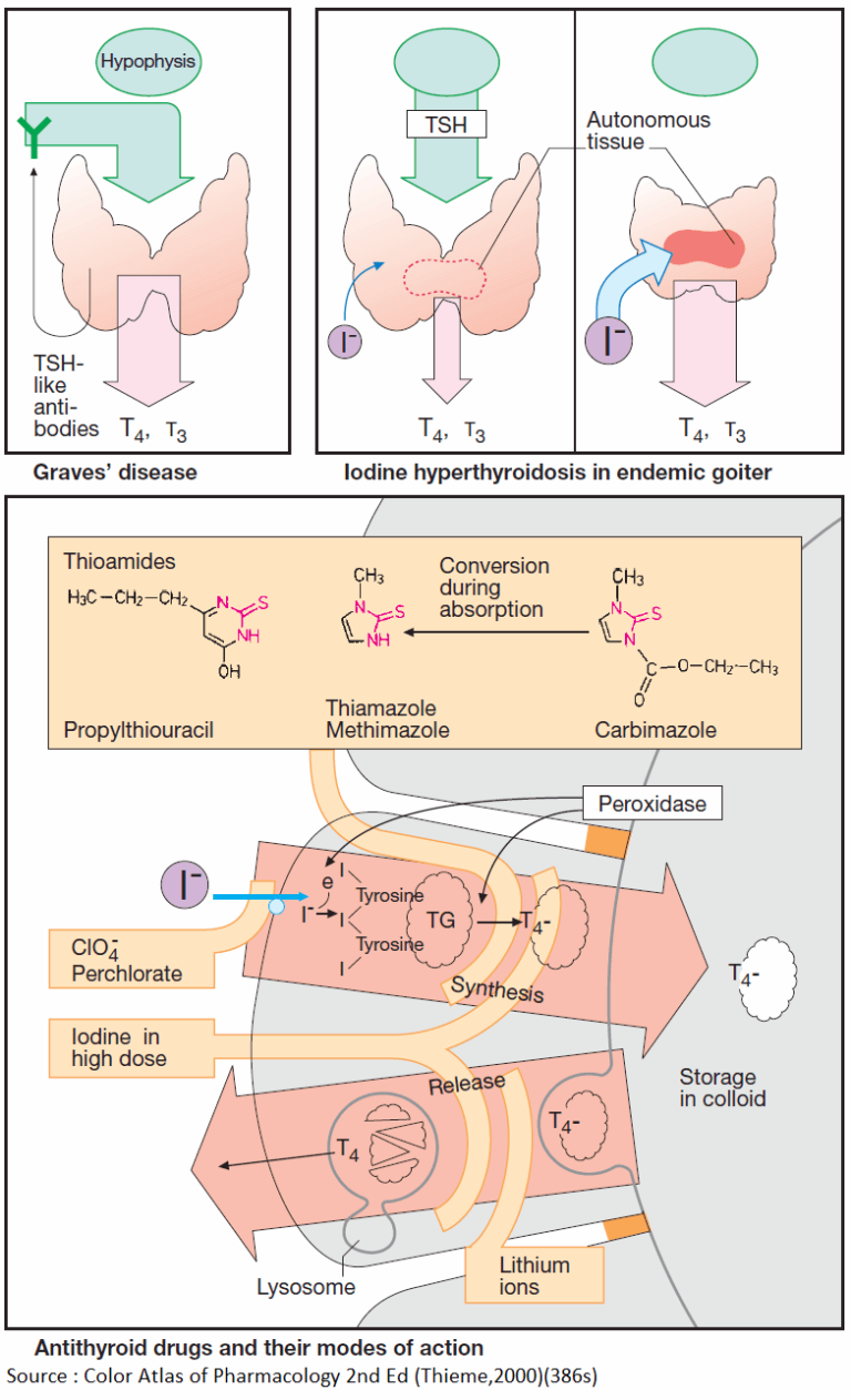 Read more about the article Hyperthyroidism and Antithyroid Drugs