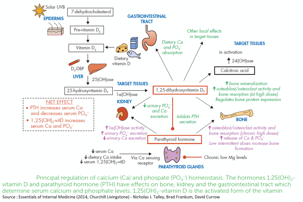 Principal regulation of calcium (Ca) and phospate (PO4) homeostasis