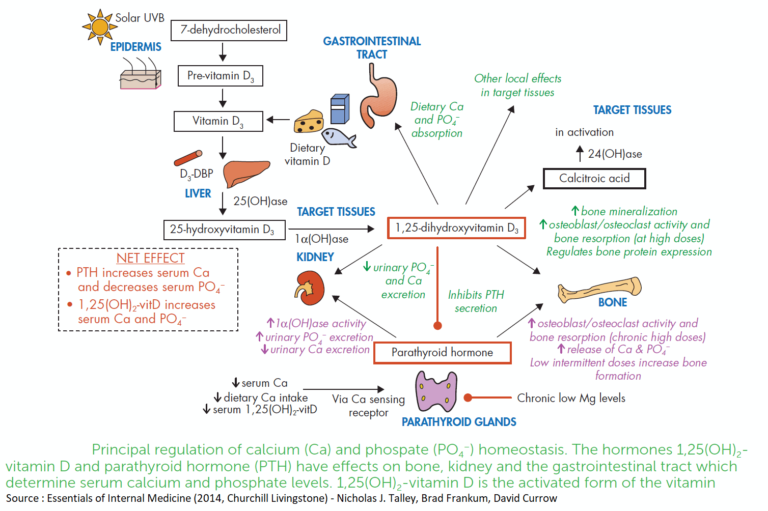 Drugs for Maintaining Calcium Homeostasis - Manual of Medicine