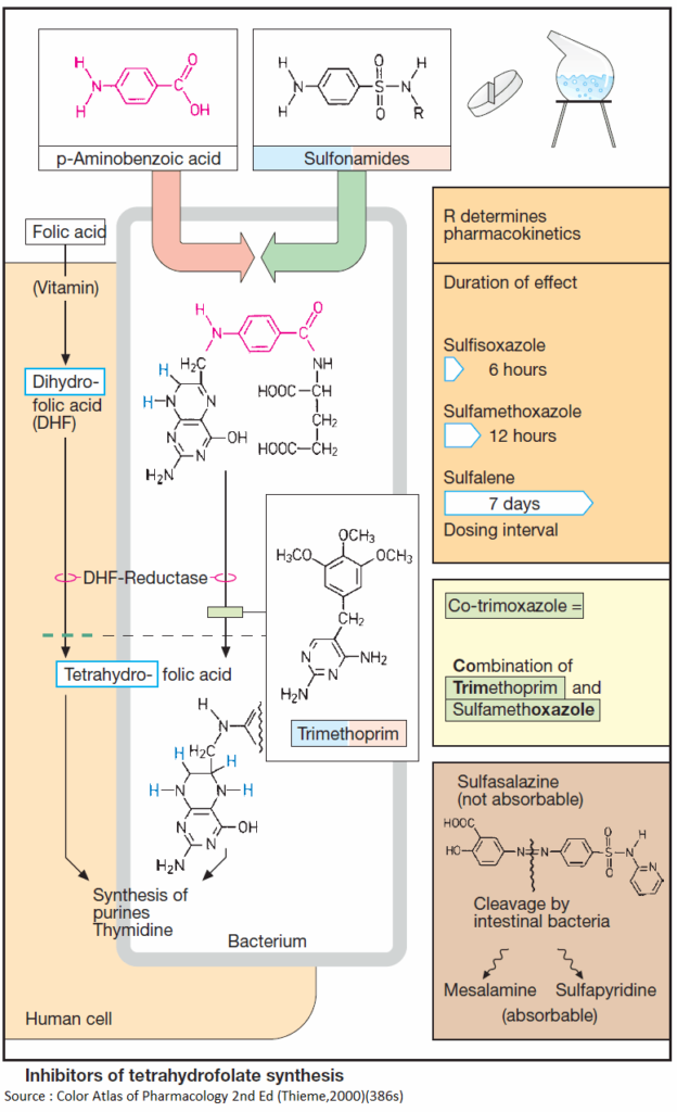 Antibiotics - Inhibitors of tetrahydrofolate synthesis