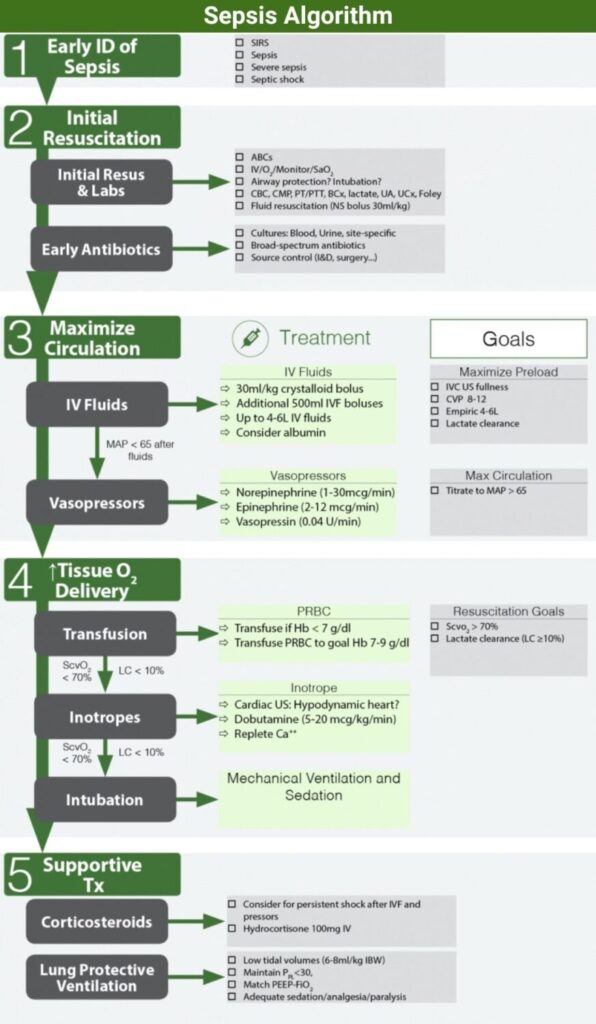 Sepsis Algorithm and Differential Diagnosis