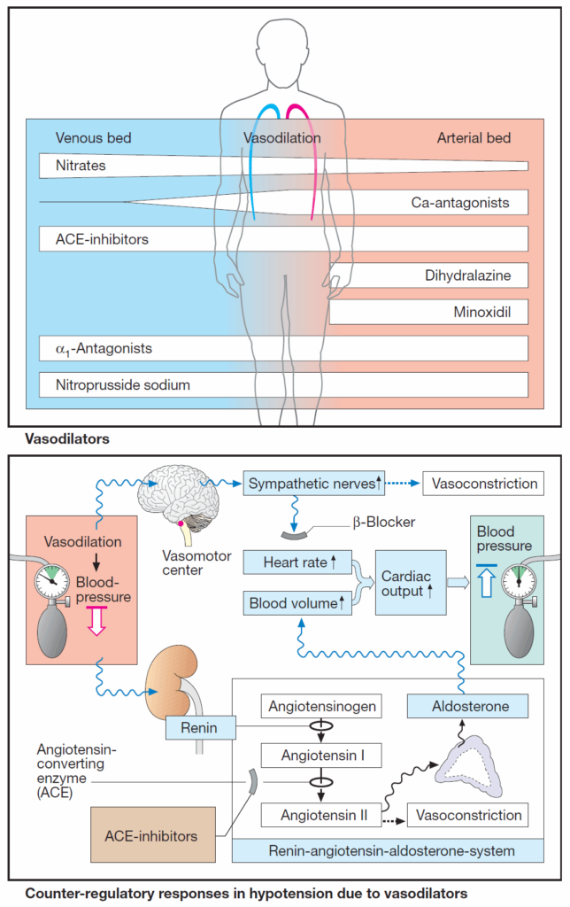 Vasodilators and Counter-regulatory responses in hypotension due to vasodilators