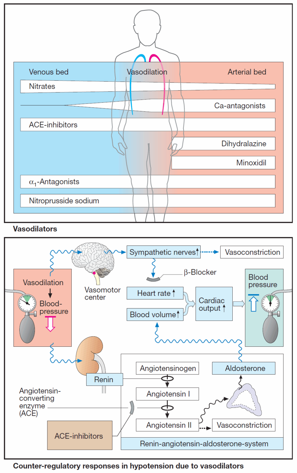 Vasodilators overview Manual of Medicine