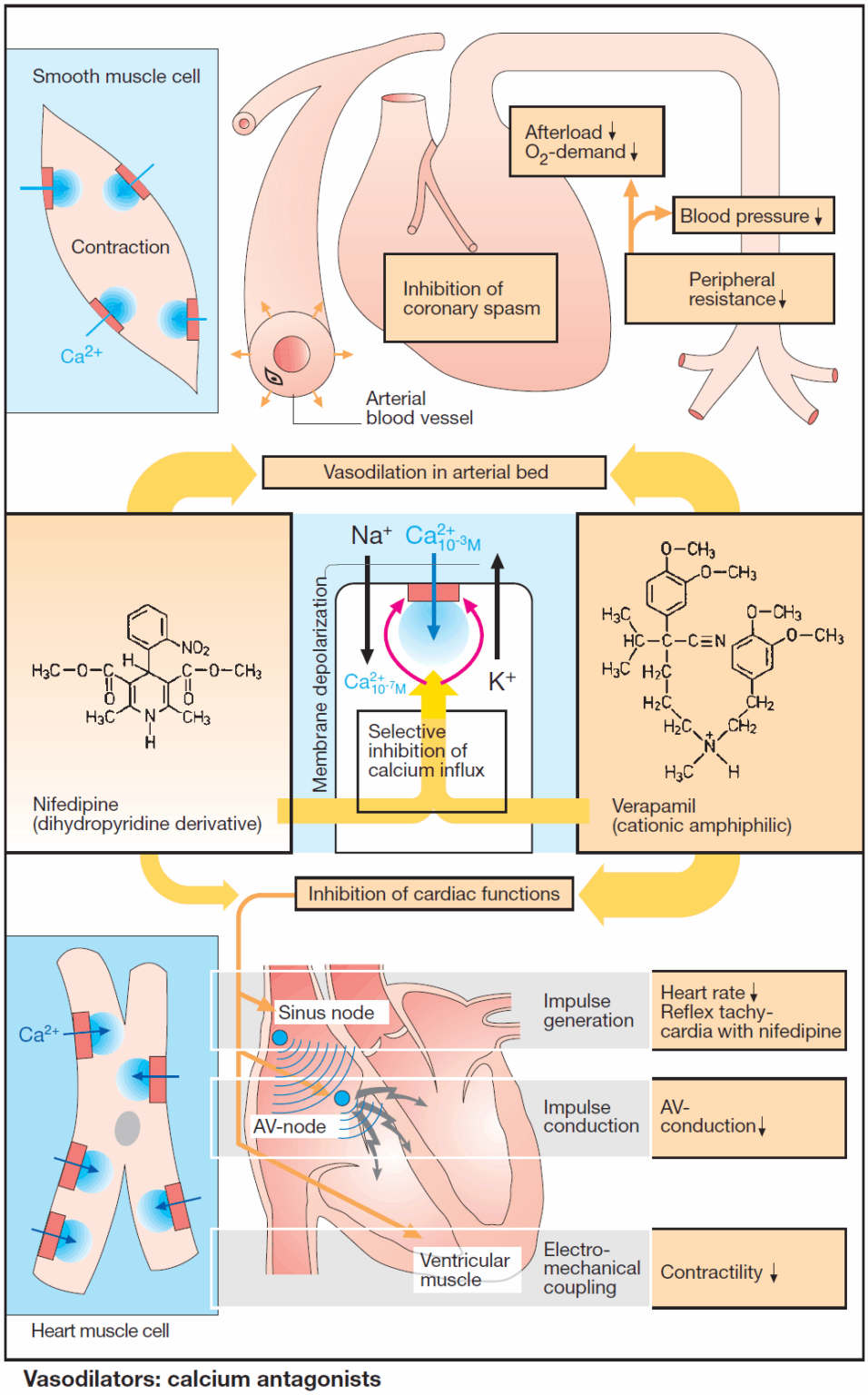 calcium-antagonists-ca-channel-blockers-manual-of-medicine