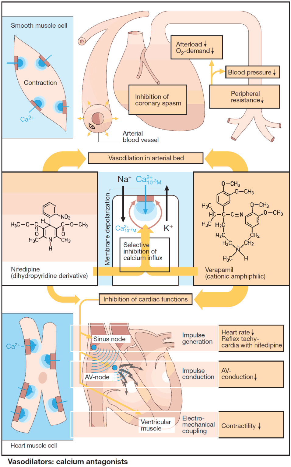 Drugs for the Treatment of Anemias (Antianemics) Manual of Medicine