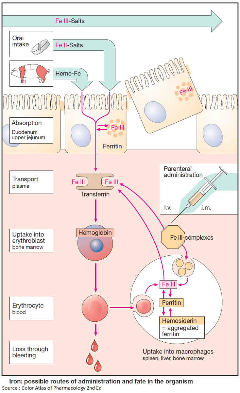 Drugs for the Treatment of Anemias (Antianemics) Manual of Medicine