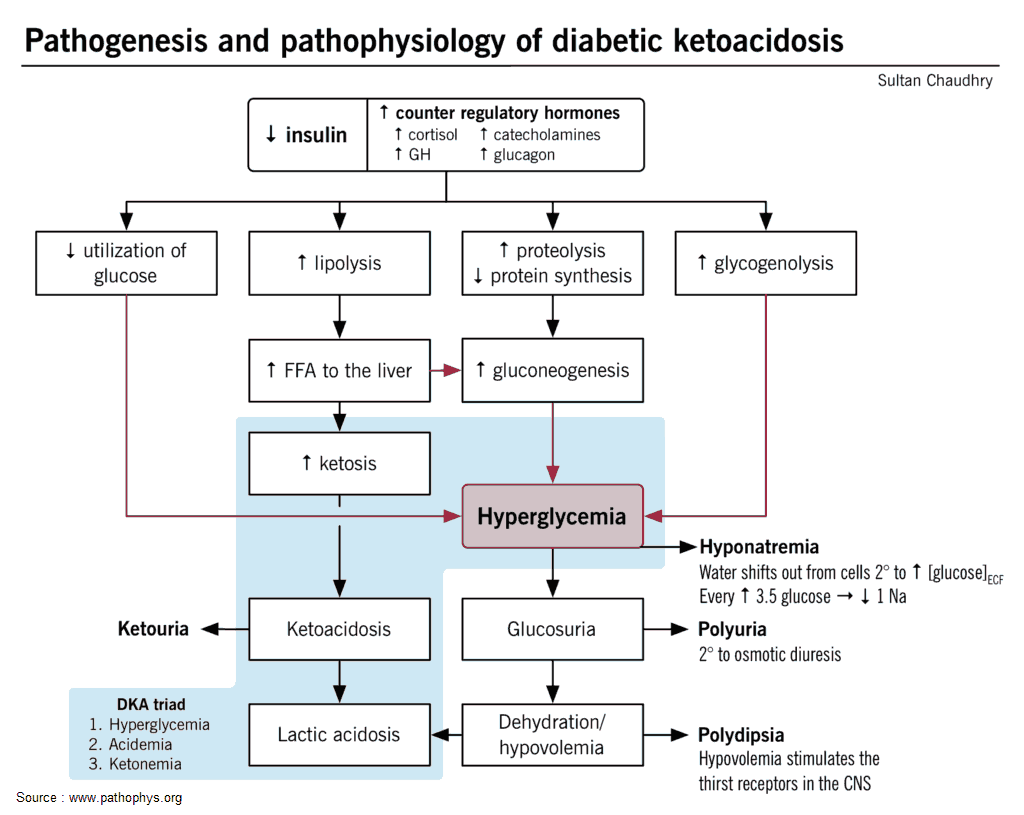 Pathogenesis and Pathophysiology of Diabetic Ketoacidosis