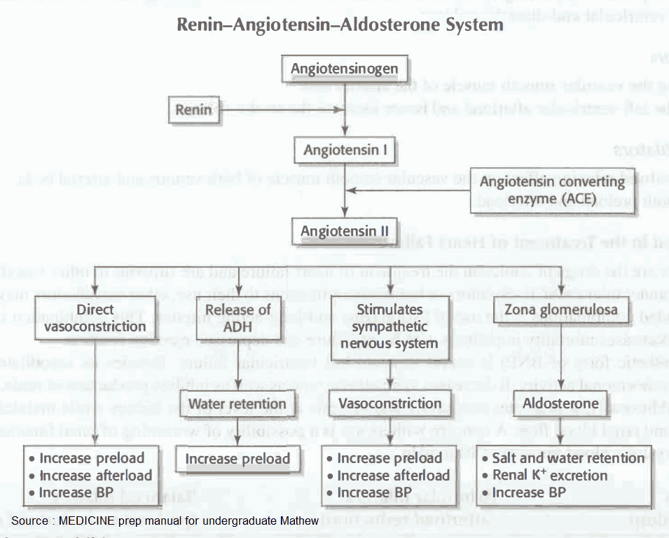 Renin-Angiotensin-Aldosterone System