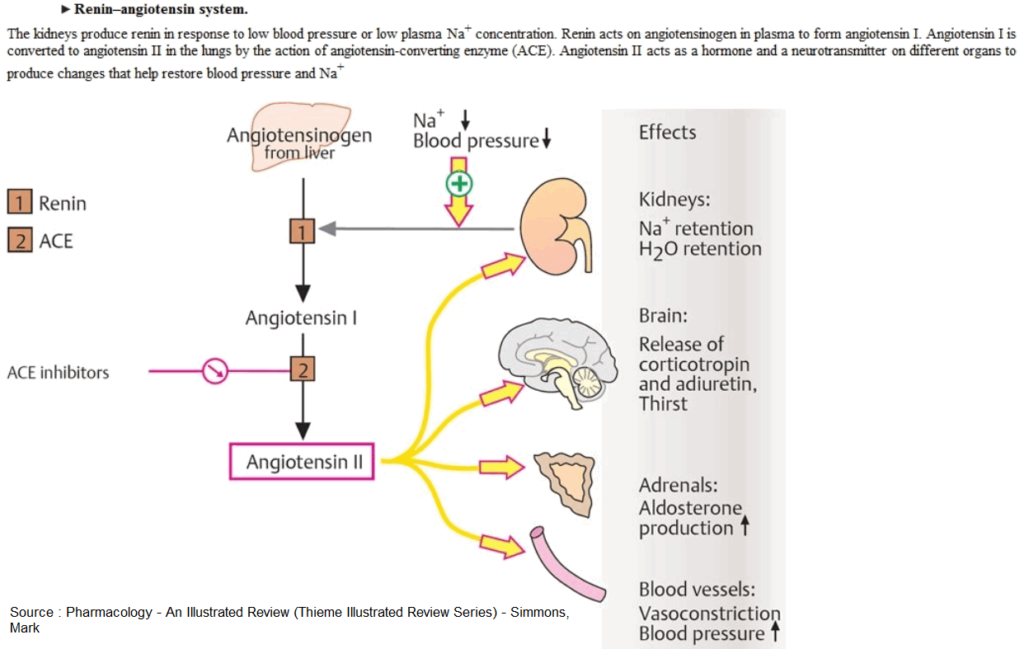 Renin-Angiotensin system