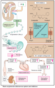 does captopril cause cough