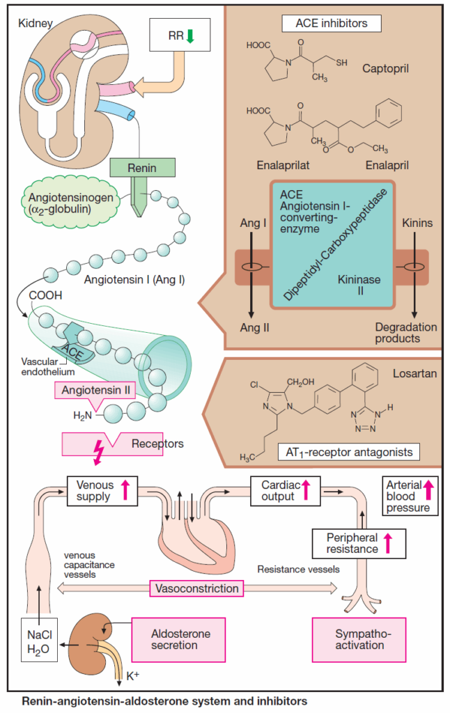 Renin-angiotensin-aldosterone system and inhibitors