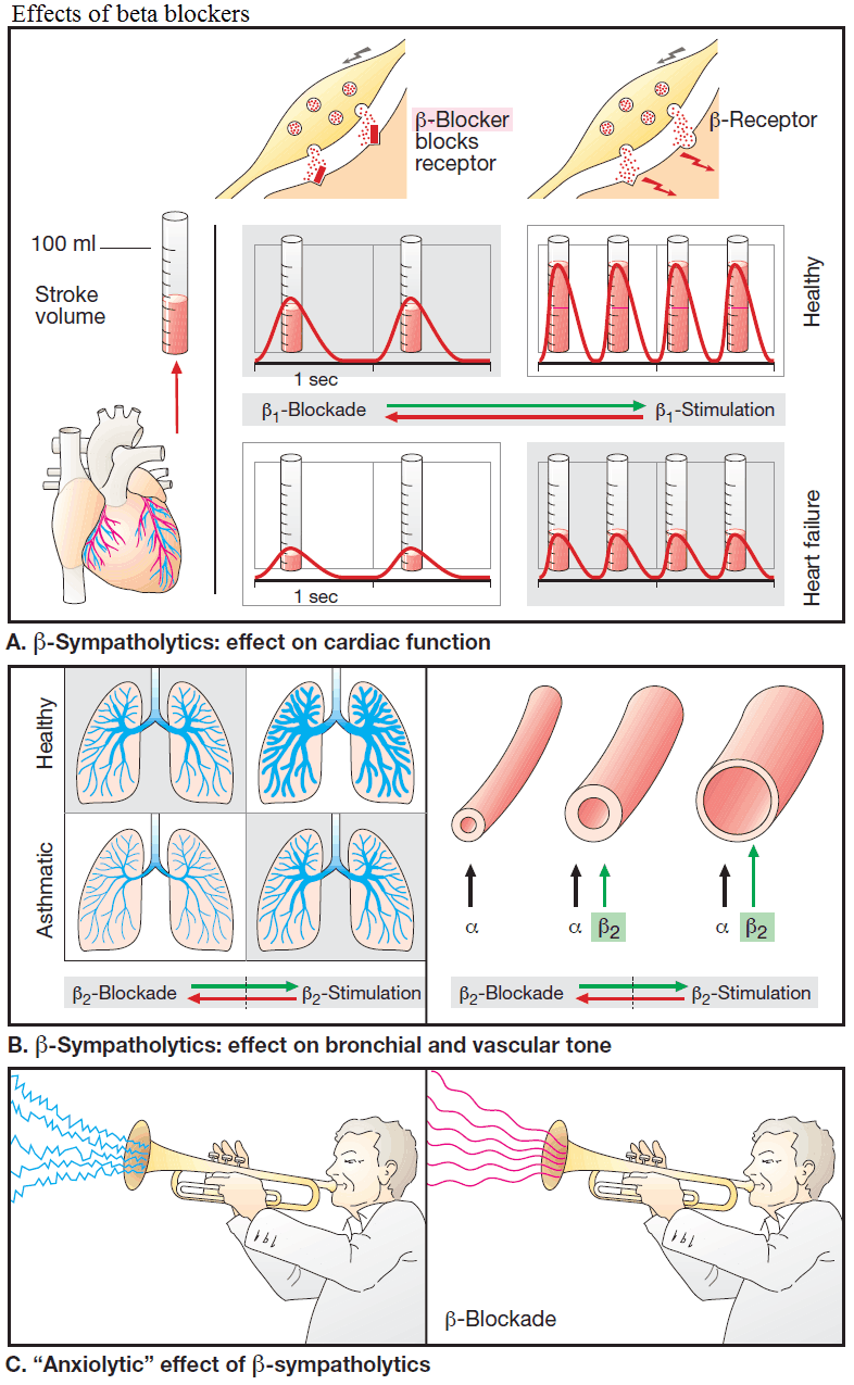 Effects of beta blockers