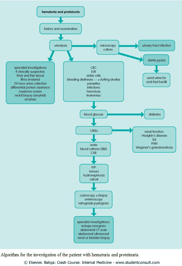 Algorithm for the investigation of the patient with hematuria and proteinuria