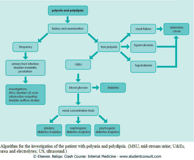 Algorithm for the investigation of the patient with polyuria and polydipsia