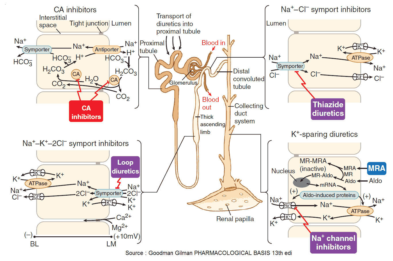 Sites and mechanisms of action of diuretics