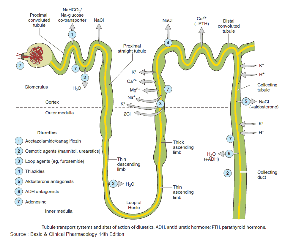 Tubule transport systems and sites of action of diuretics