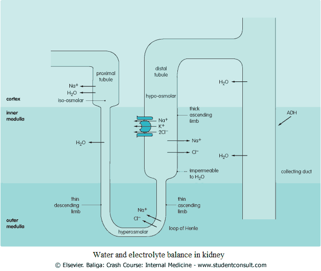 Water and electrolyte balance in kidney