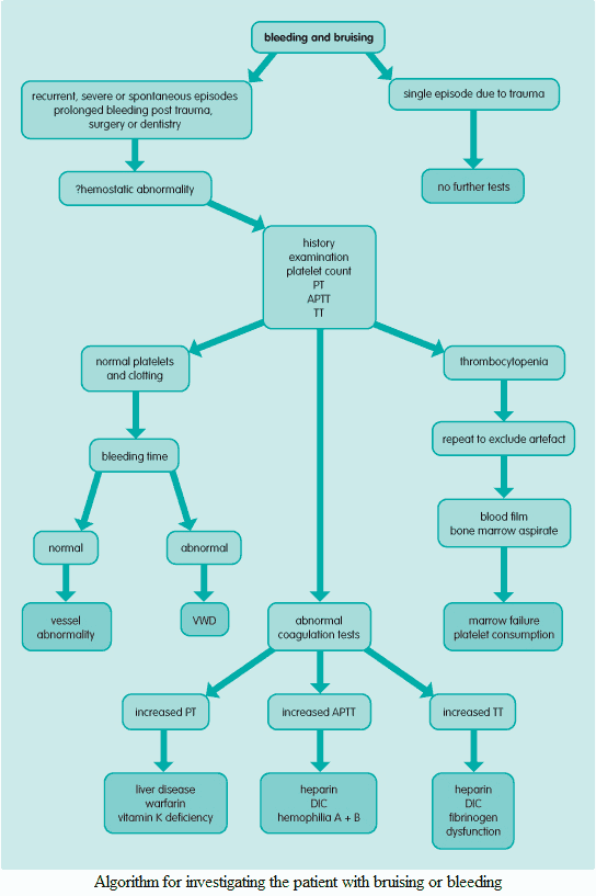 Algorithm for investigating the patient with bruising or bleeding