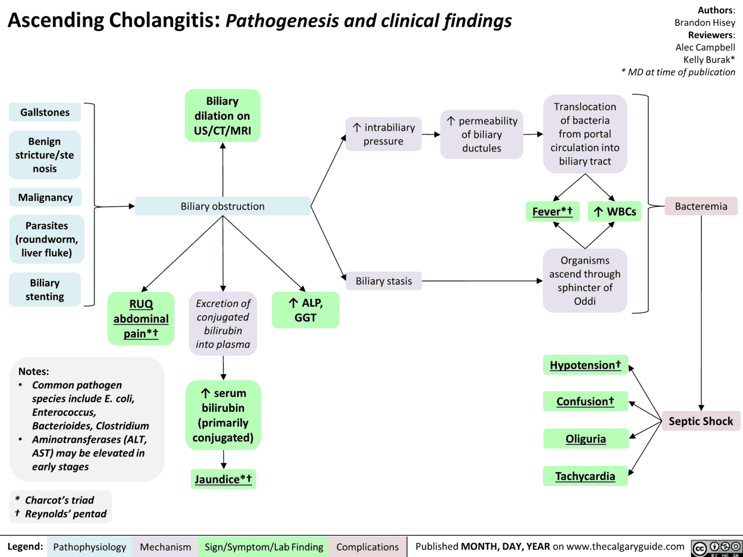 Ascending Cholangitis - Pathogenesis and Clinical Findings