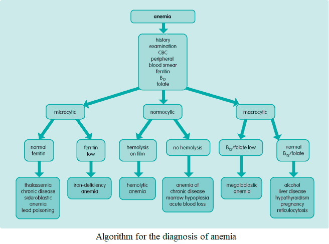 Algorithm for the diagnosis of anemia