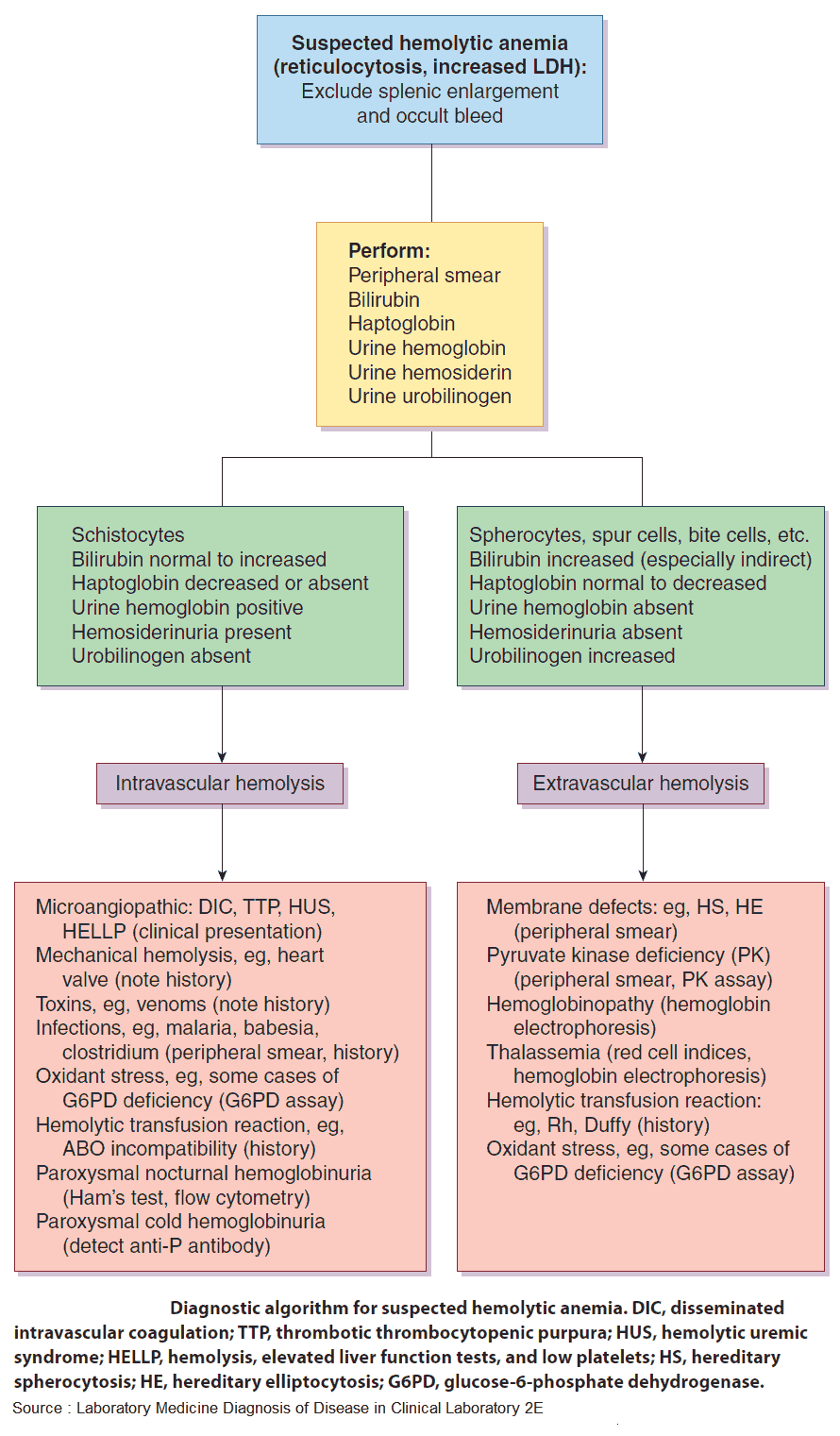 Diagnostic algorithm for suspected hemolytic anemia