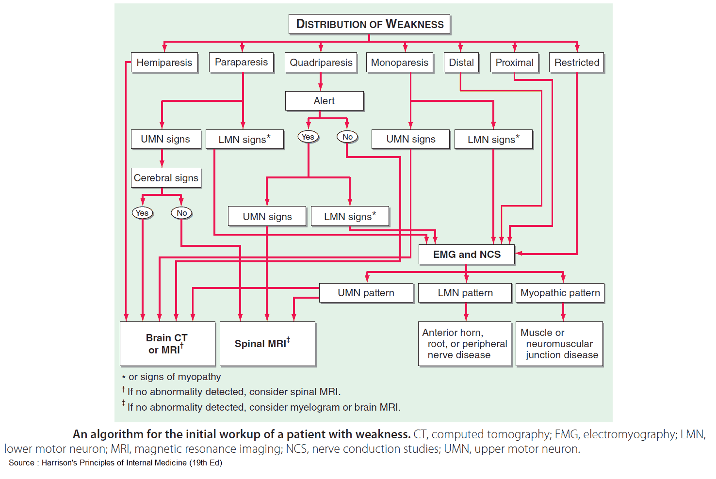 Motor Neurologic Deficit and Neurologic Muscle Weakness - An Algorithm for the Initial Workup