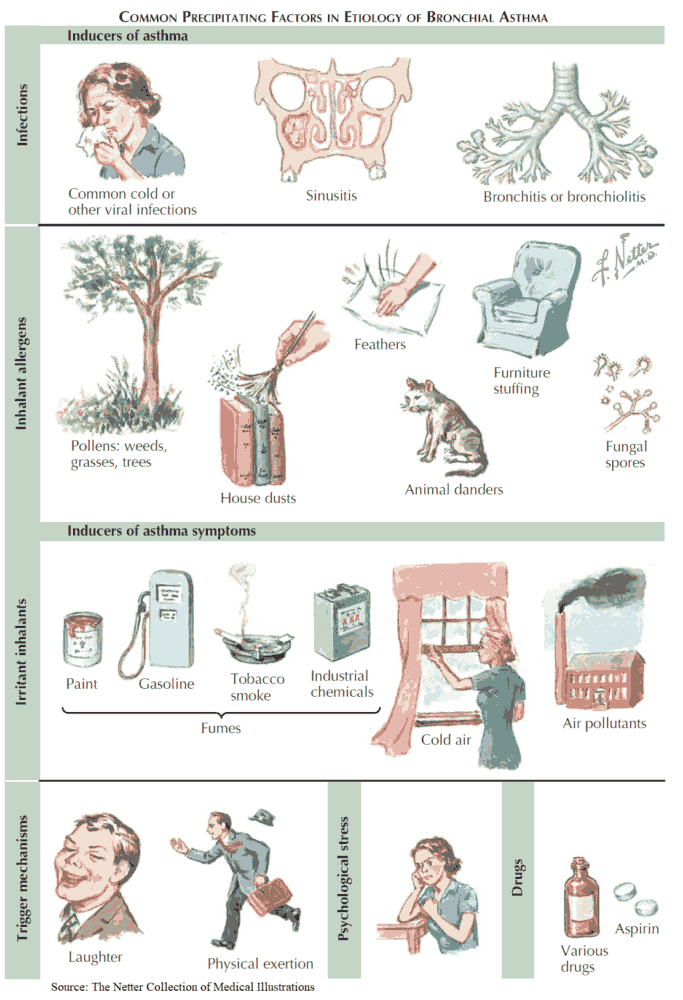 Common Precipitating Factors in Etiology of Bronchial Asthma