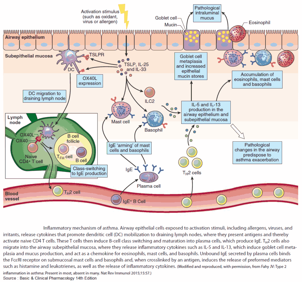 Inflammatory mechanism of asthma