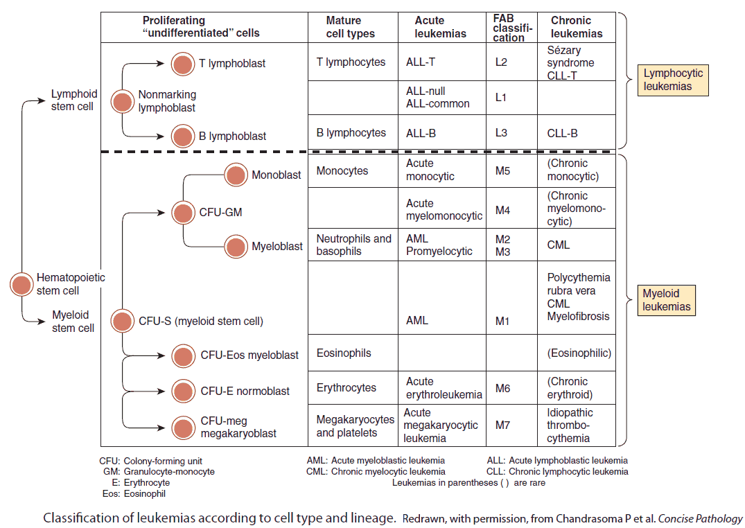 Classification of Leukemias According to Cell Type and Lineage