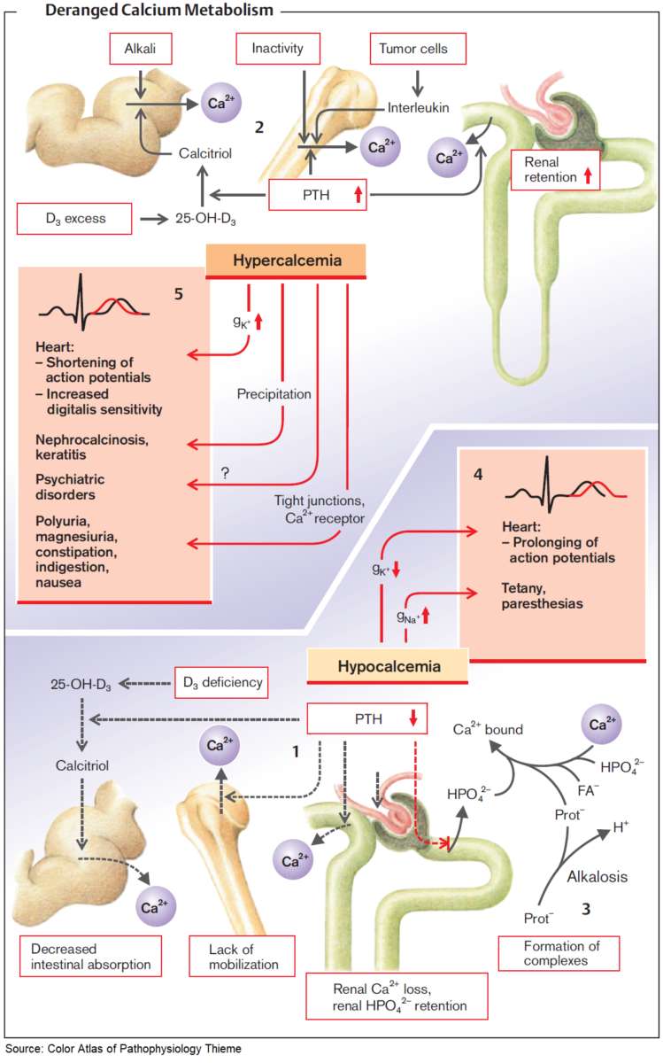 Pathophysiology of Hypercalcemia and Hypocalcemia