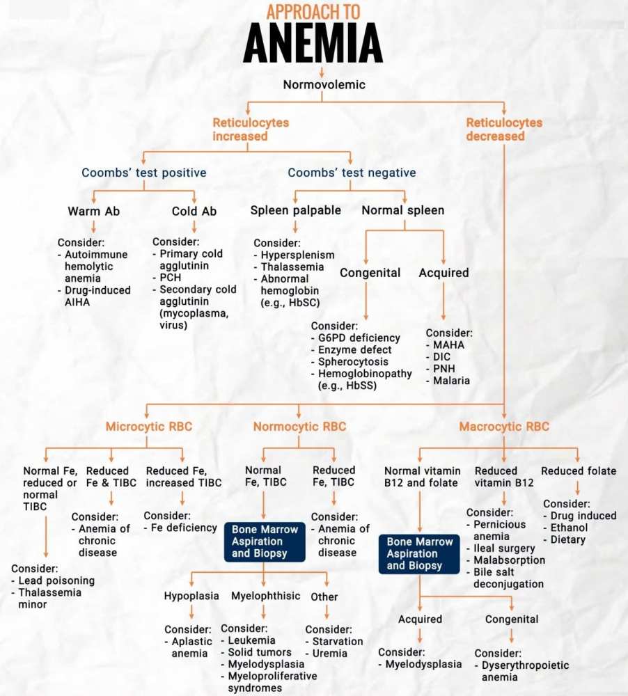 Approach to Anemia - Algorithm