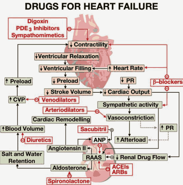 Mechanism of Action of Drugs for Chronic Heart Failure