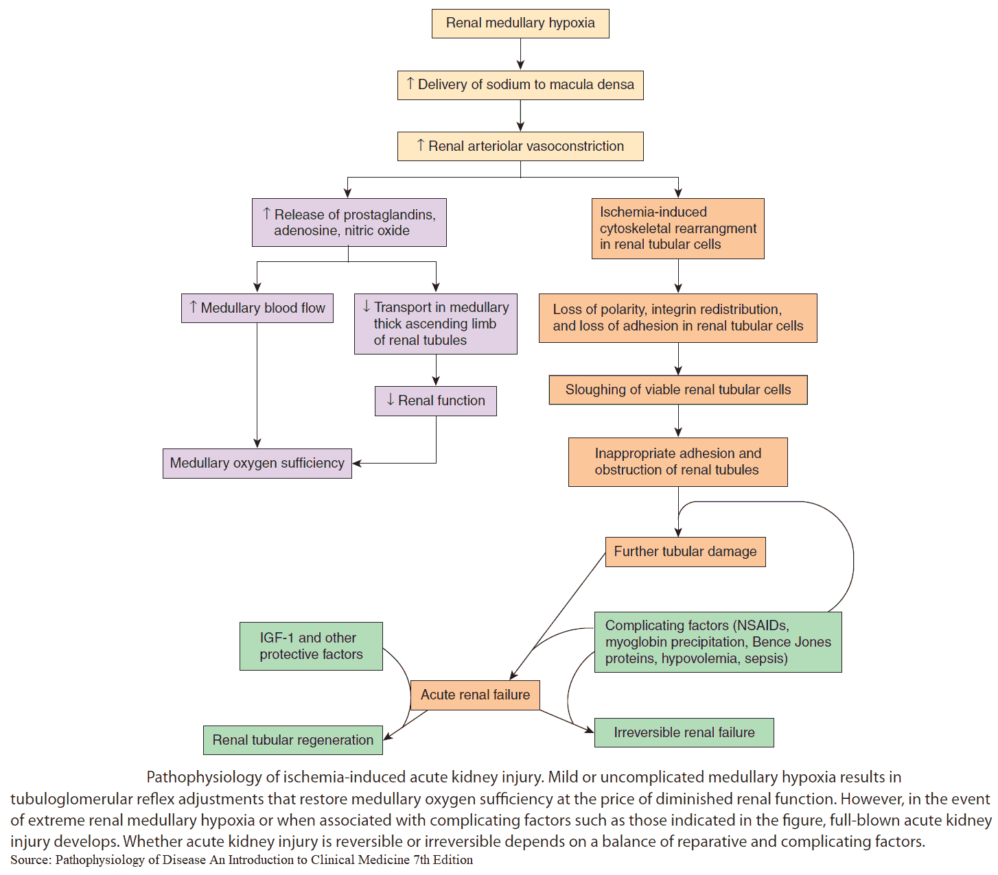 Pathophysiology of ischemia-induced acute kidney injury