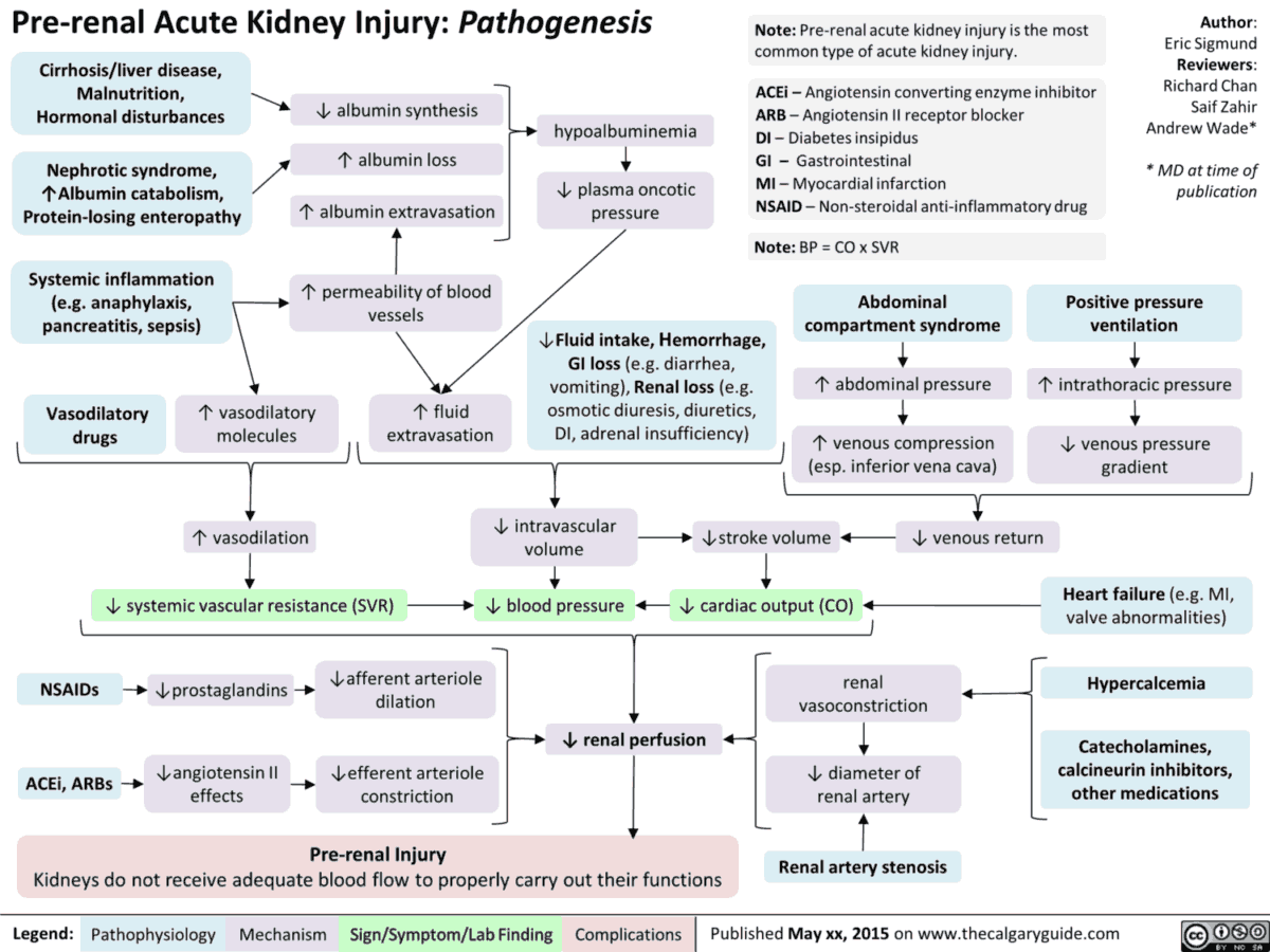 Pre-renal Acute Kidney Injury - Pathogenesis and Pathophysiology