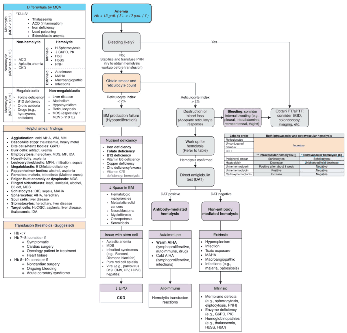 Approach Algorithm to Diagnosing Anemia