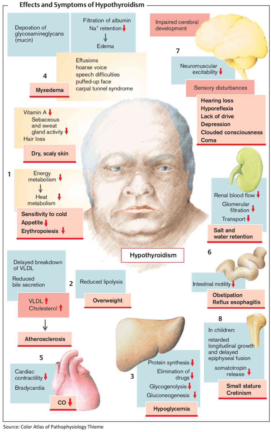 Effects, Symptoms and Signs of Hypothyroidism