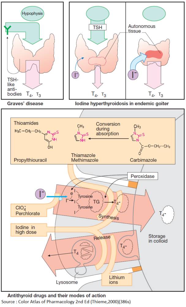 Hyperthyroidism and Mechanism of Action of Antithyroid Drugs