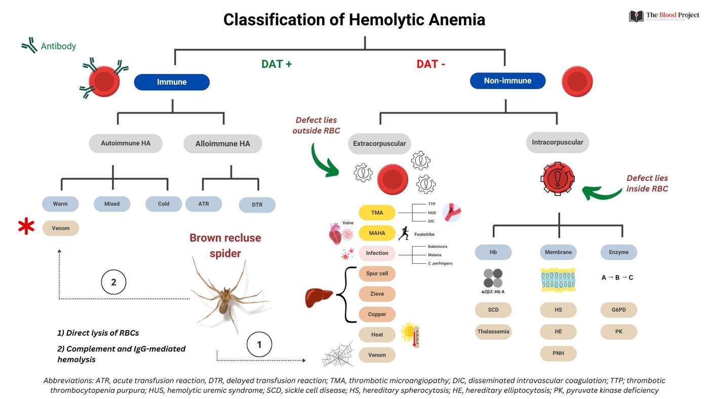 Classification and Causes of Hemolytic Anemia