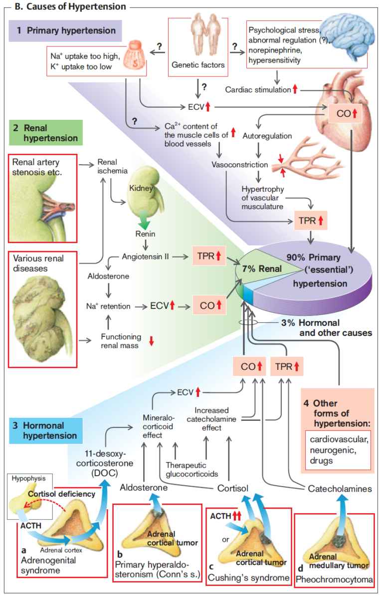 Causes and mechanism of Hypertension