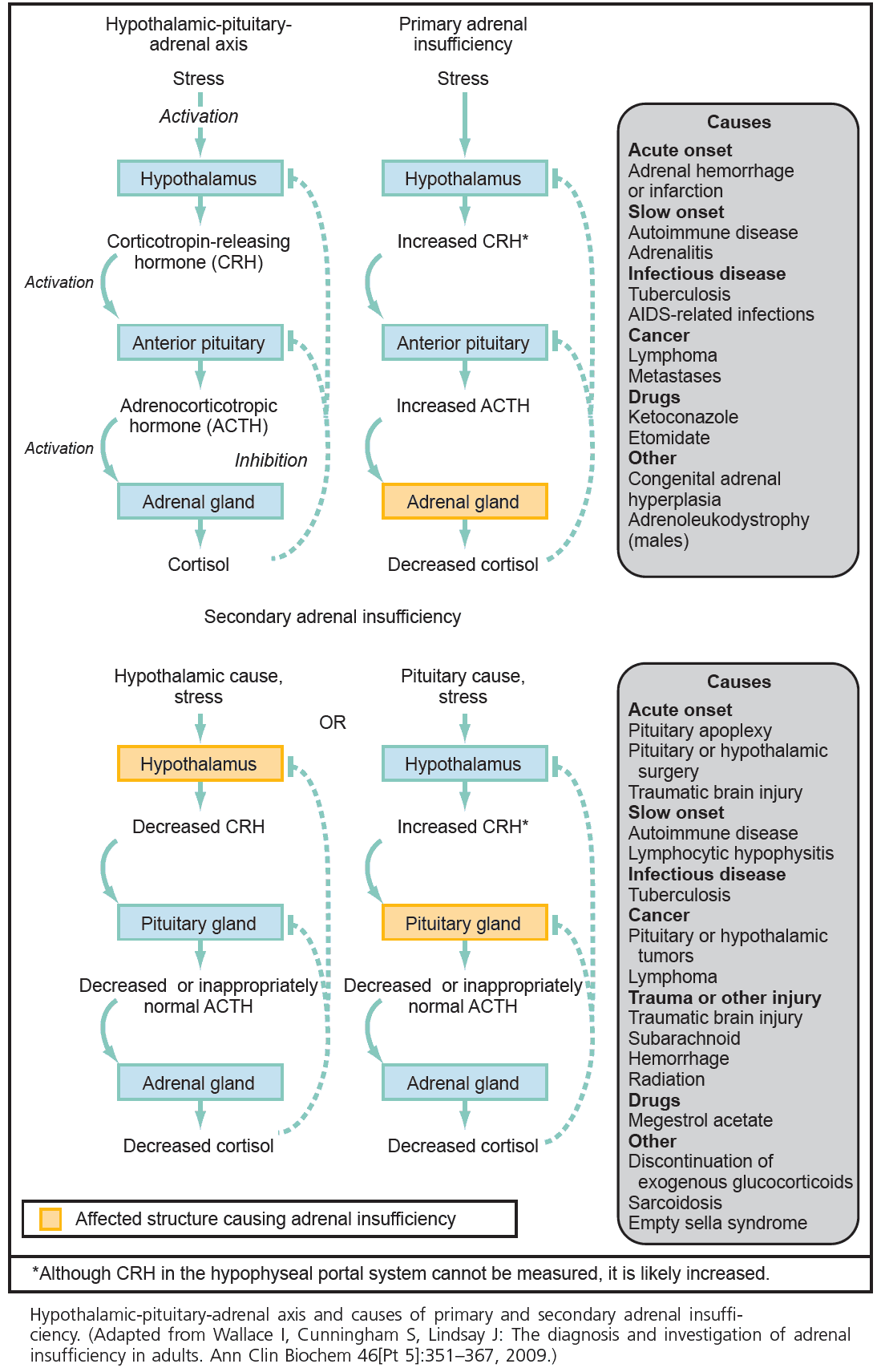 Causes of Primary (Addison's disease) and Secondary Adrenal Insufficiency