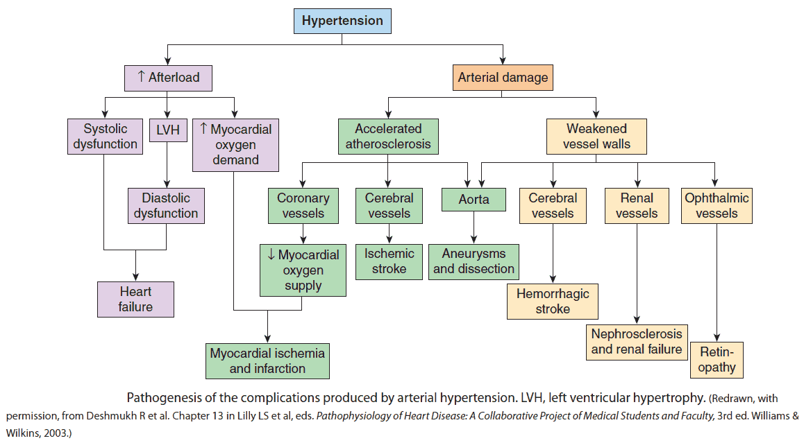 Pathogenesis of the complications produced by arterial hypertension