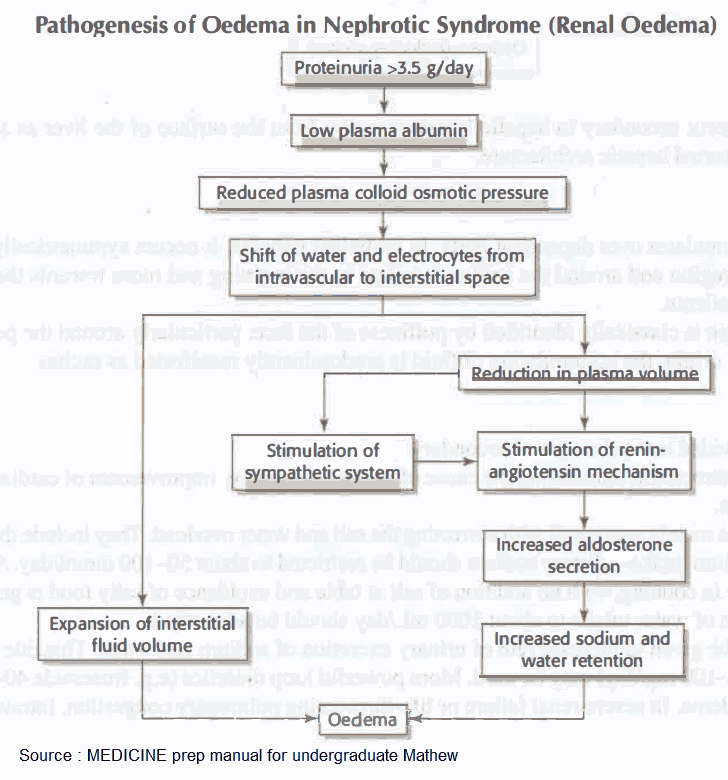 Pathogenesis of edema in Nephrotic Syndrome (Renal edema)