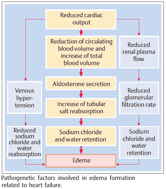 Pathogenetic factors involved in edema formation related to heart failure