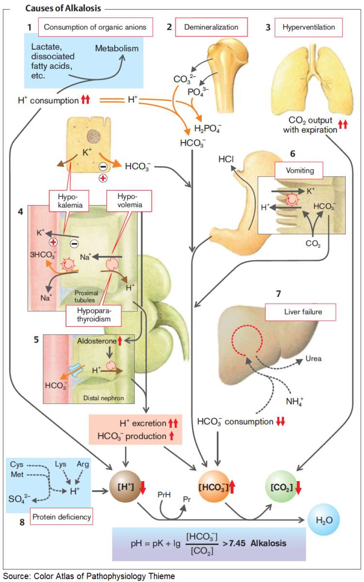 Causes of Alkalosis