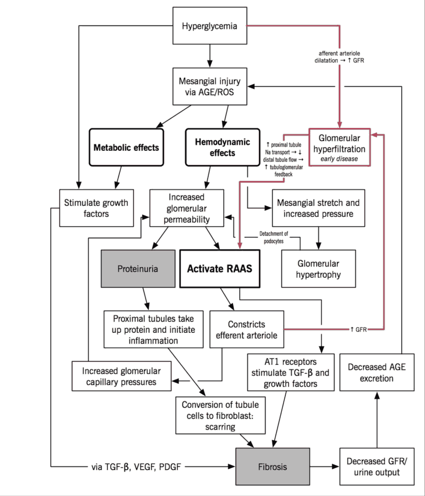 Read more about the article Improving Outcomes in Diabetic Kidney Disease