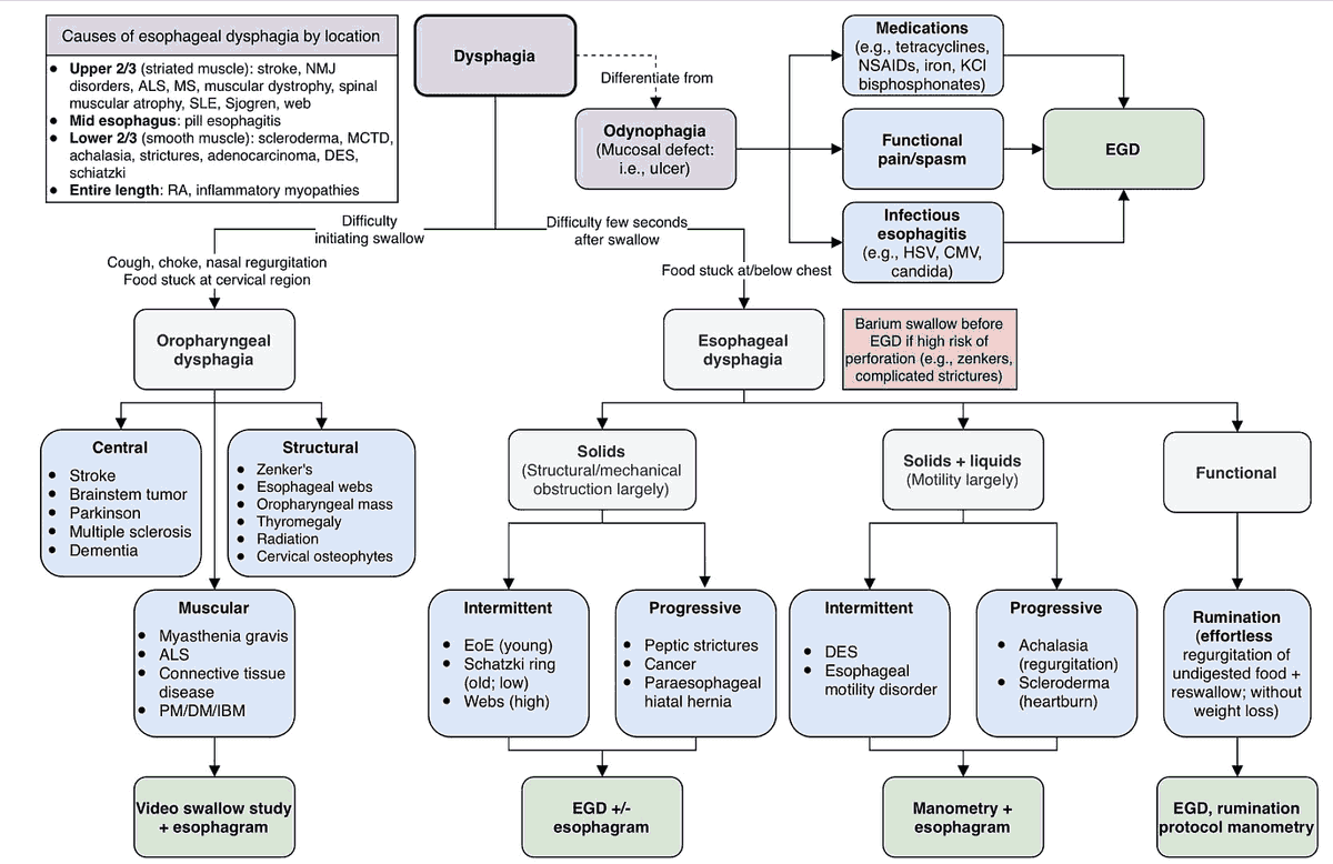 Dysphagia (Difficulty Swallowing) - Differential Diagnosis Algorithm